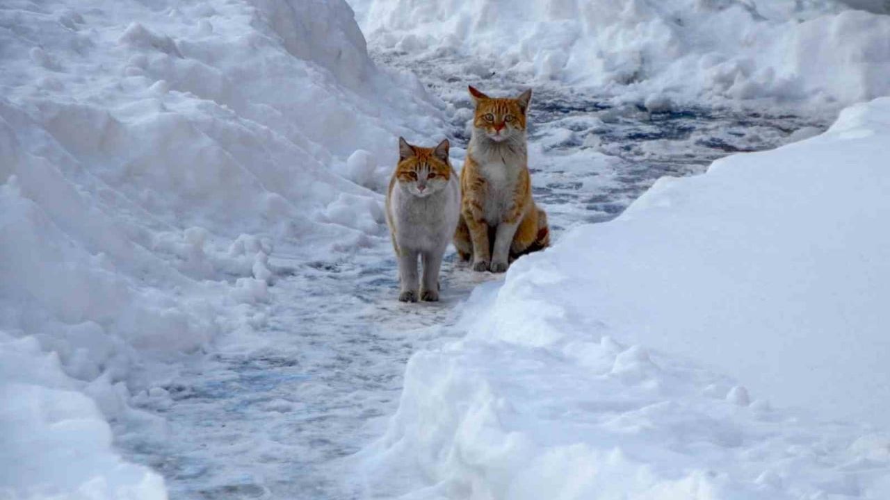 Buzlanma, Don ve Sis Uyarısı — Meteoroloji 12. Bölge Müdürlüğü