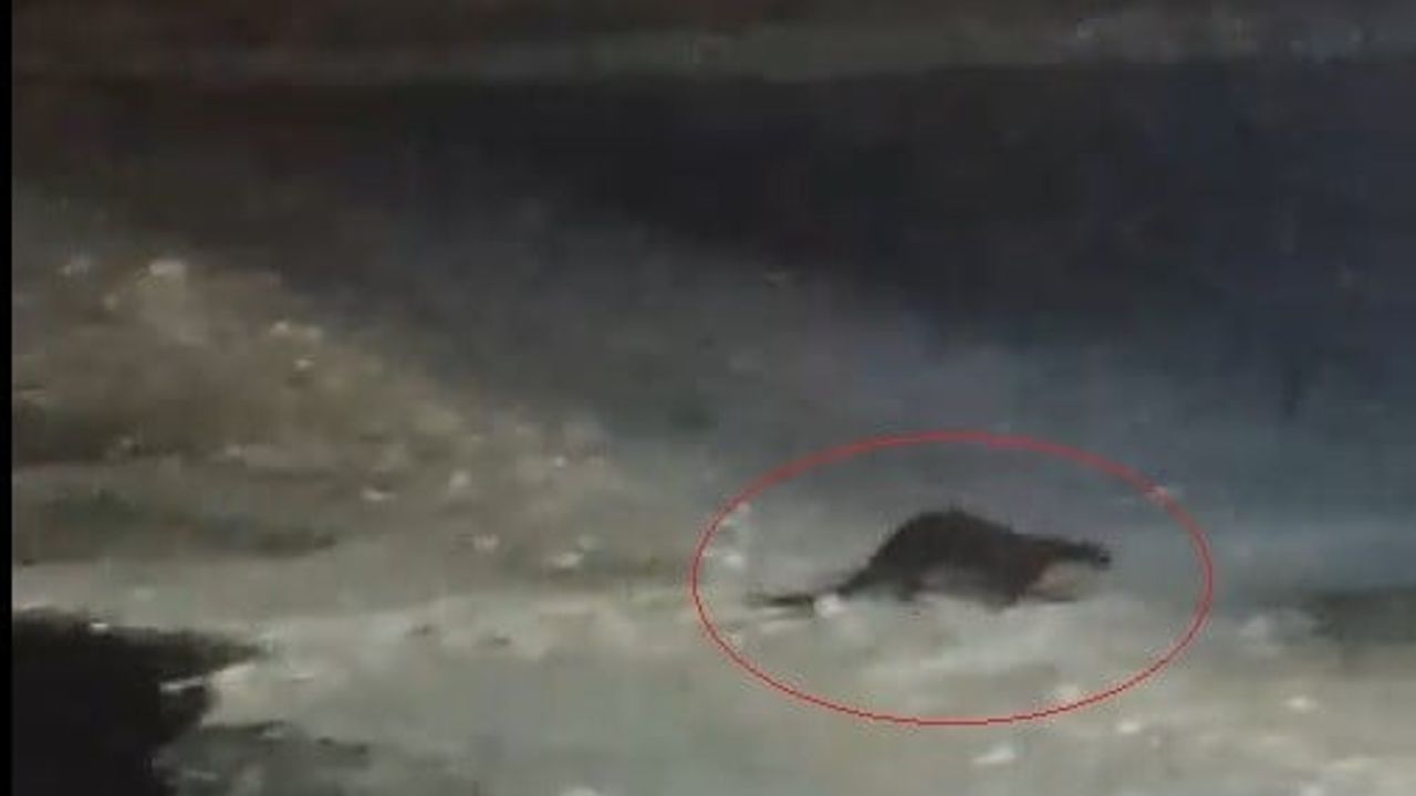 Buzlu Çoruh'ta su samuru vatandaşları heyecanlandırdı