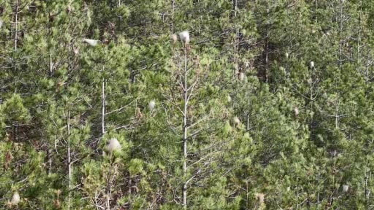 Çam kese tırtılı Samsun ormanlarını ve insanları tehdit ediyor