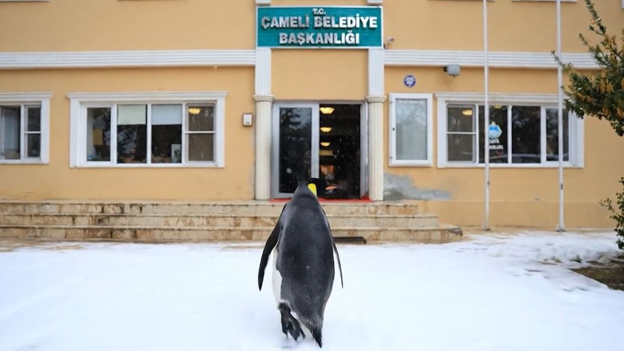 Çameli'de Nihilist Penguen Paylaşımı