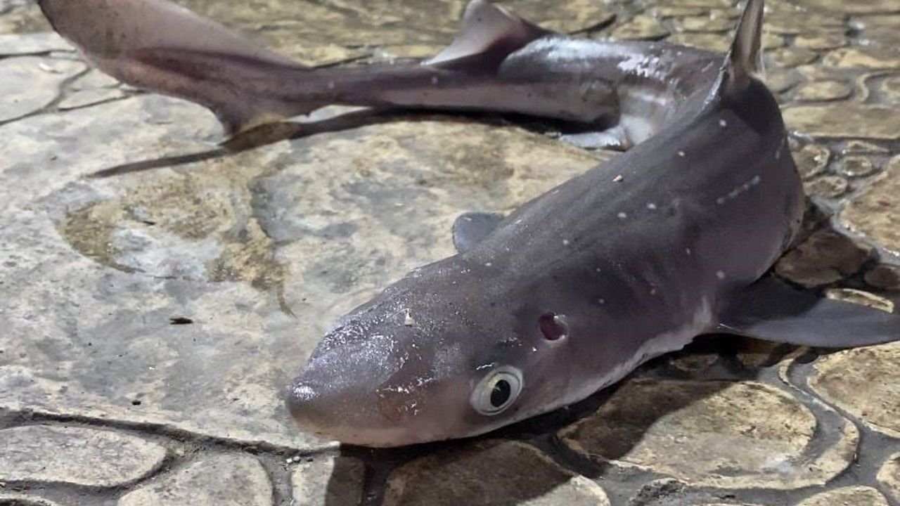 Camgöz köpekbalıkları Bulancak İskelesi'ne kadar yaklaştı