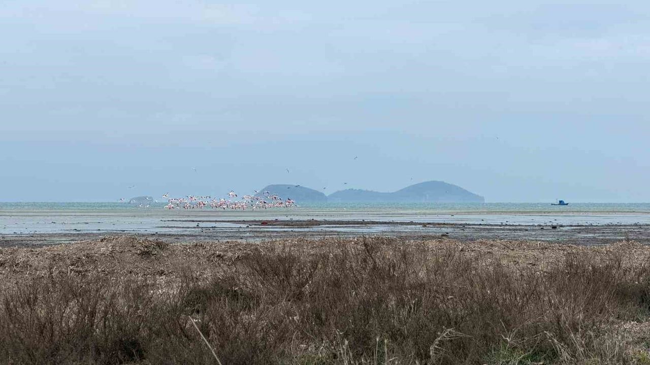 Çanakkale'de 2026 Kış Ortası Su Kuşu Sayımları Tamamlandı