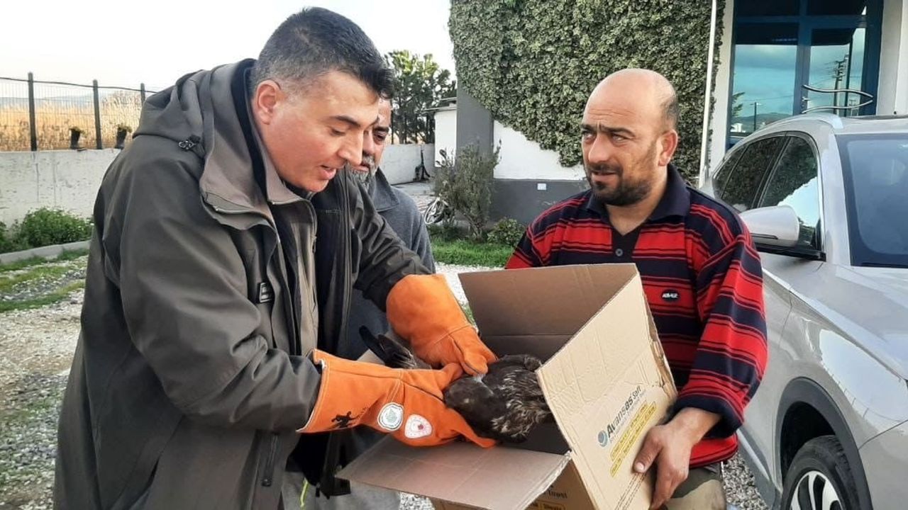 Çanakkale'de araca çarpan şahin DKMP ekiplerince koruma altına alındı