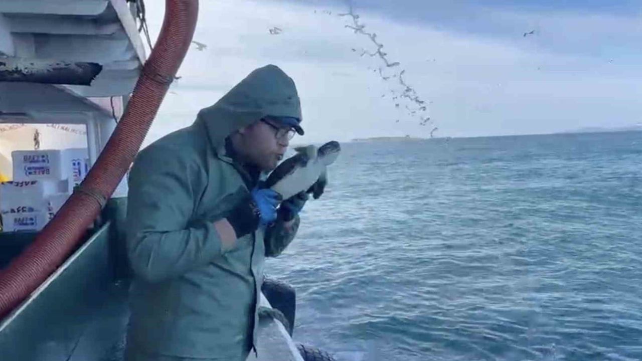 Çanakkale’de Bozcaada açıklarında ağda bulunan yavru caretta denize geri bırakıldı