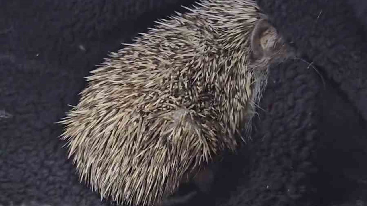 Çanakkale’de Tedavi Edilen Kirpi Doğaya Bırakıldı