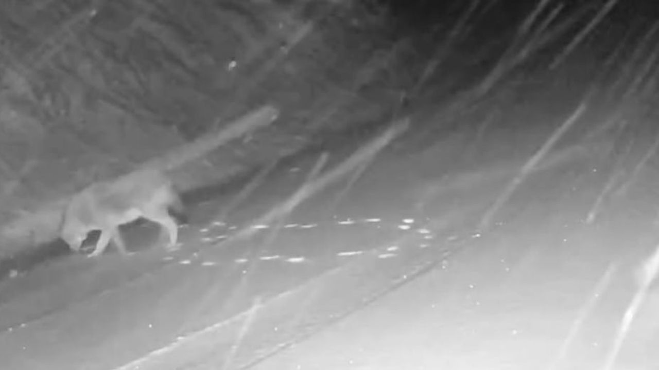 Çankırı’da Karla Kaplı Ormanda Yaban Hayvanlarının Görüntüleri