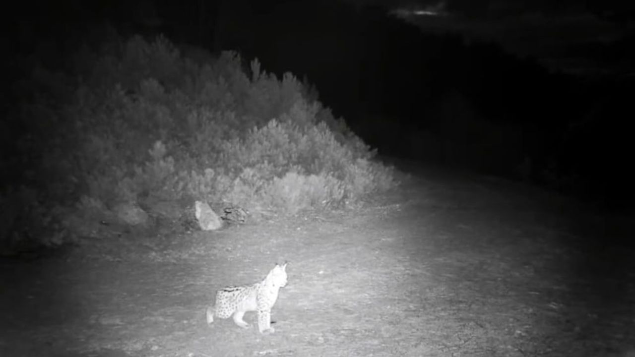 Çankırı'da 'ormanın hayaleti' vaşaklar fotokapanla görüntülendi