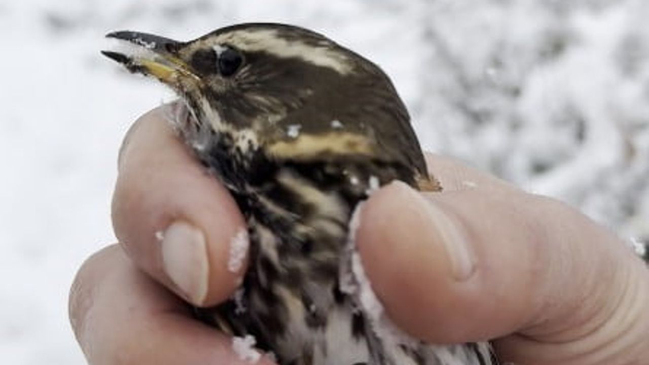 Çatalzeytin’de donmak üzere bulunan kuşu aracına alıp ısıttı