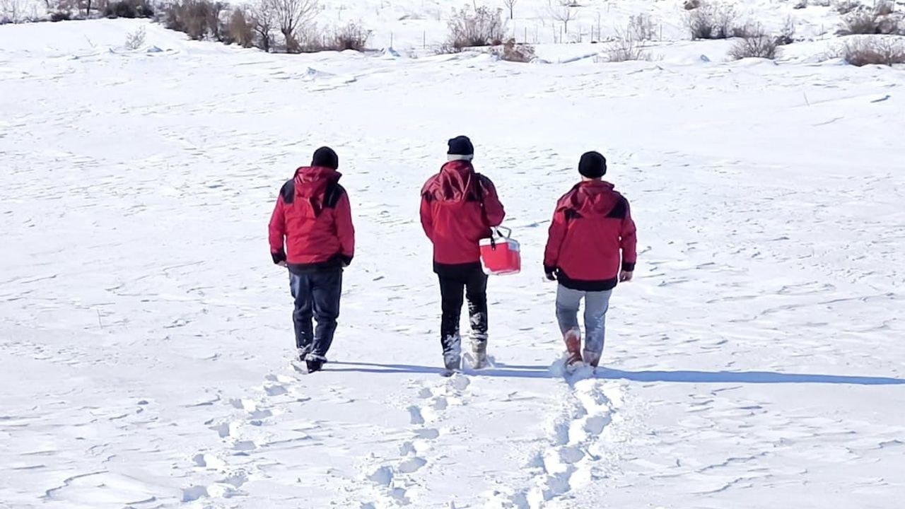 Çemişgezek'te karla mücadele eden veterinerlerin hayat kurtaran çalışmaları