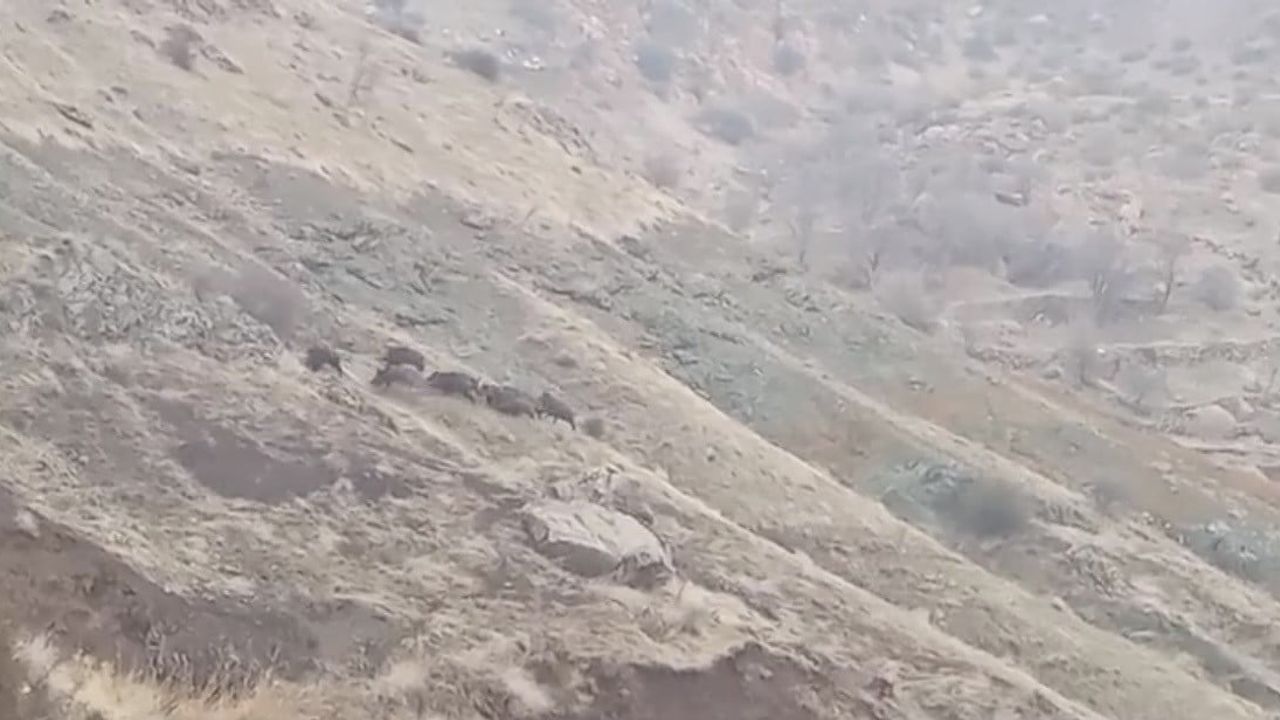 Çermik’te aç kalan domuz sürüsü yerleşime indi