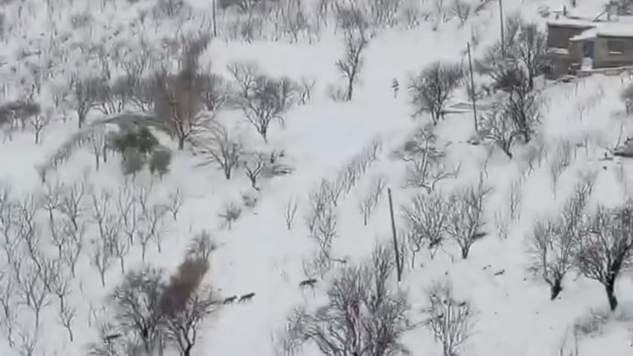 Çermik'te Aç Kalan Kurt Sürüsü Yerleşimlere İndi