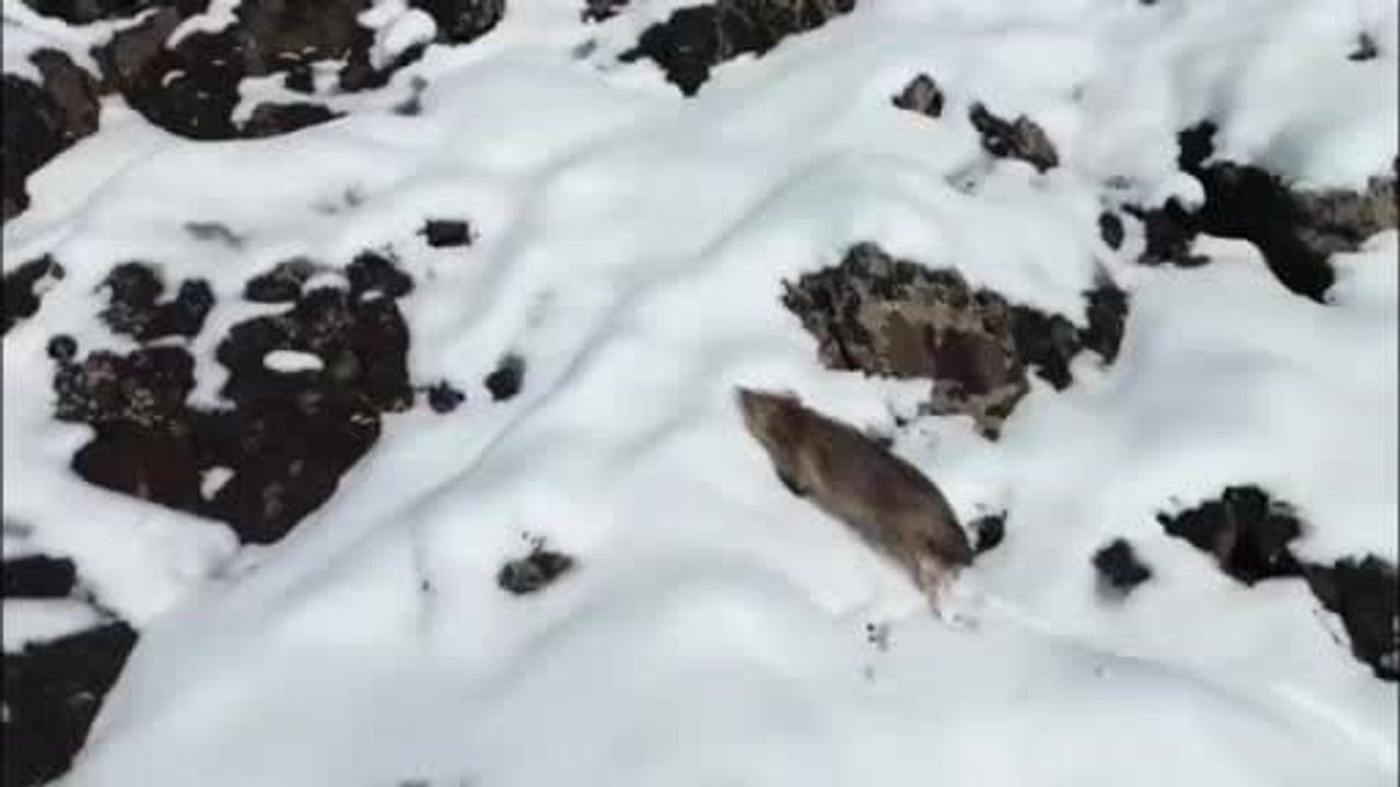 Çermik'te Karlı Dağlık Alanda Yiyecek Arayan Kurt Dronla Kaydedildi