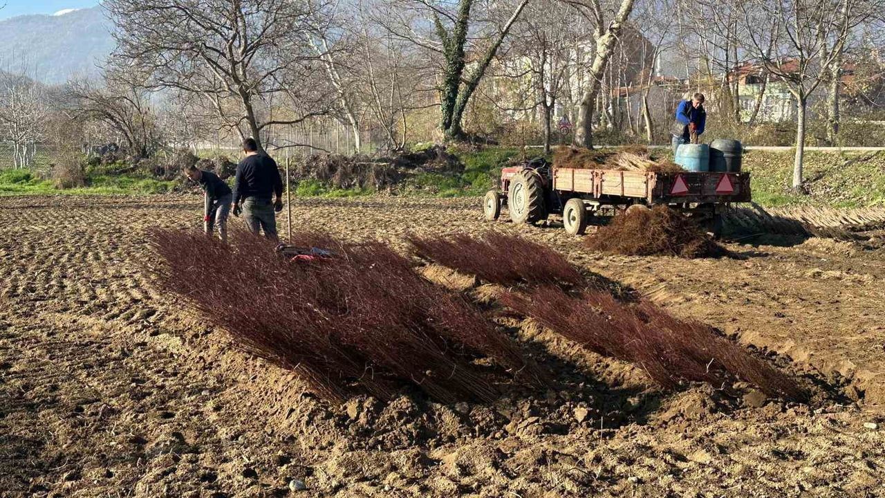 Cerrah’dan Türkiye’ye kök: İnegöl’den milyonluk çöğür ve fidan üretimi