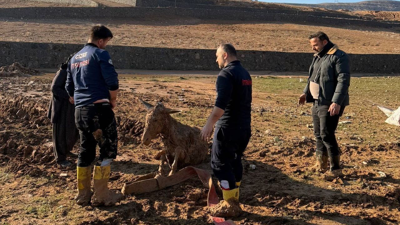 Cizre’de bataklığa saplanan iki eşek itfaiye tarafından kurtarıldı