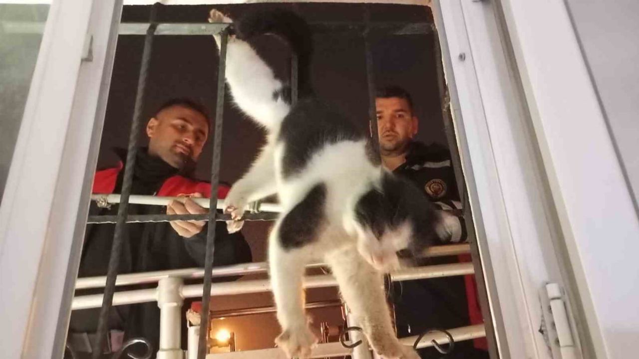 Cizre'de damdan düşen kedi itfaiye müdahalesiyle kurtarıldı