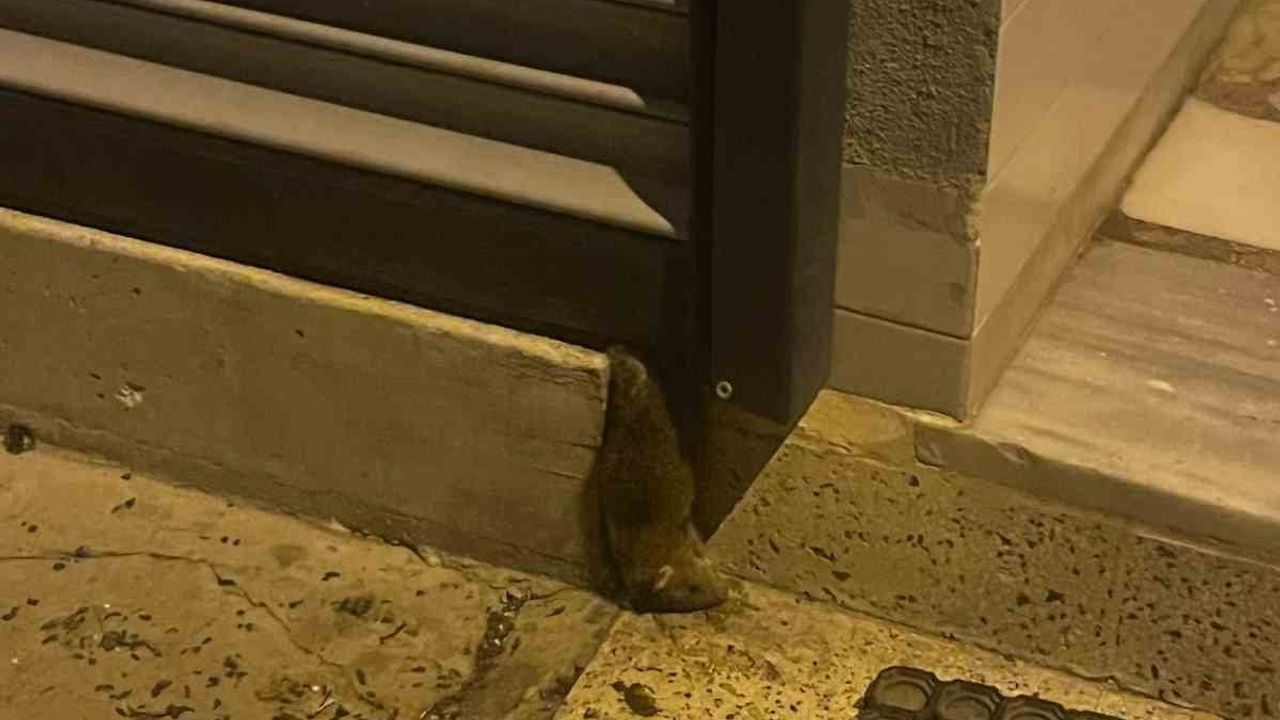 Çorlu'da terk edilen dükkanda fare istilası