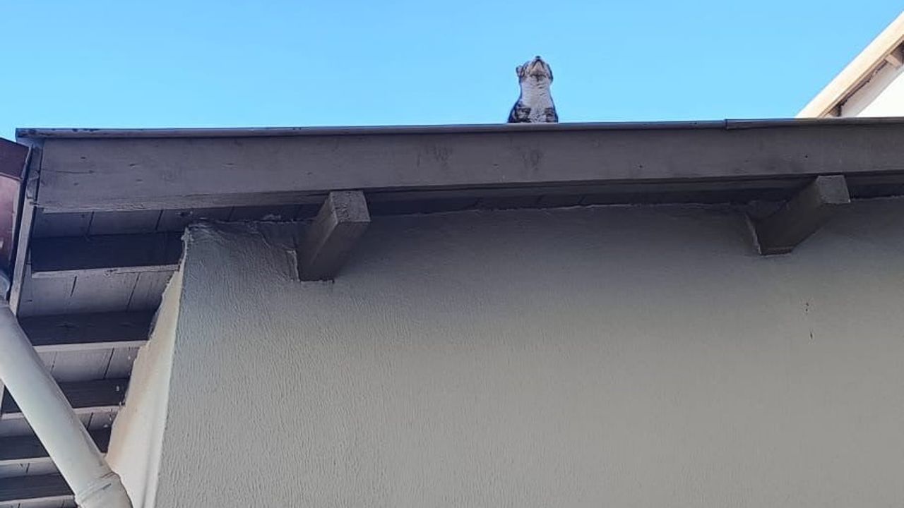 Çorum Alaca'da çatıda mahsur kalan kedi itfaiye ekiplerince kurtarıldı