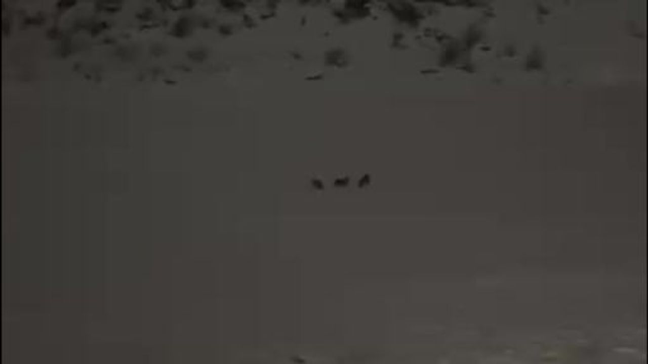 Çukurca'da çöplükte kurt sürüsü görüntülendi