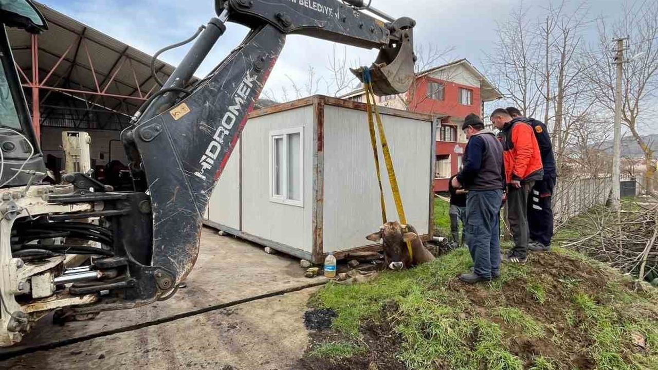 Cumayeri'de kuyuya düşen inek itfaiye ekiplerince kurtarıldı