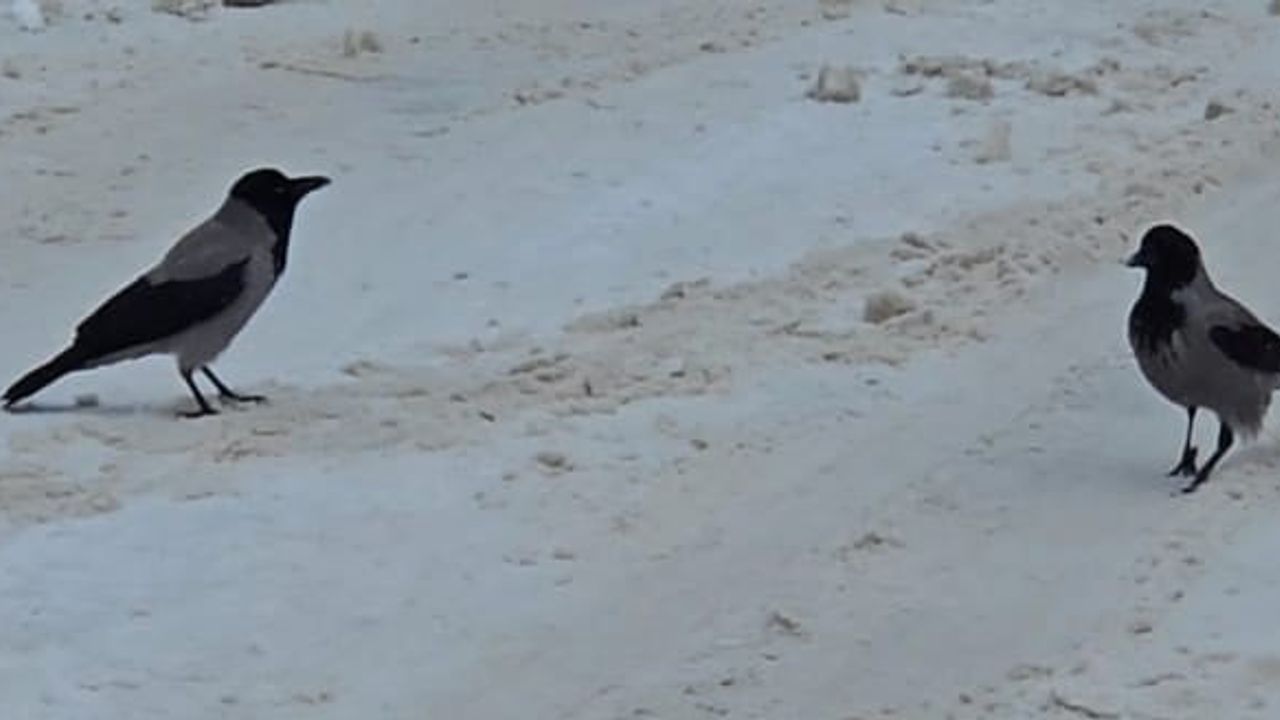 Darende beyaza büründü: Aç kalan kargalar sokaklara indi