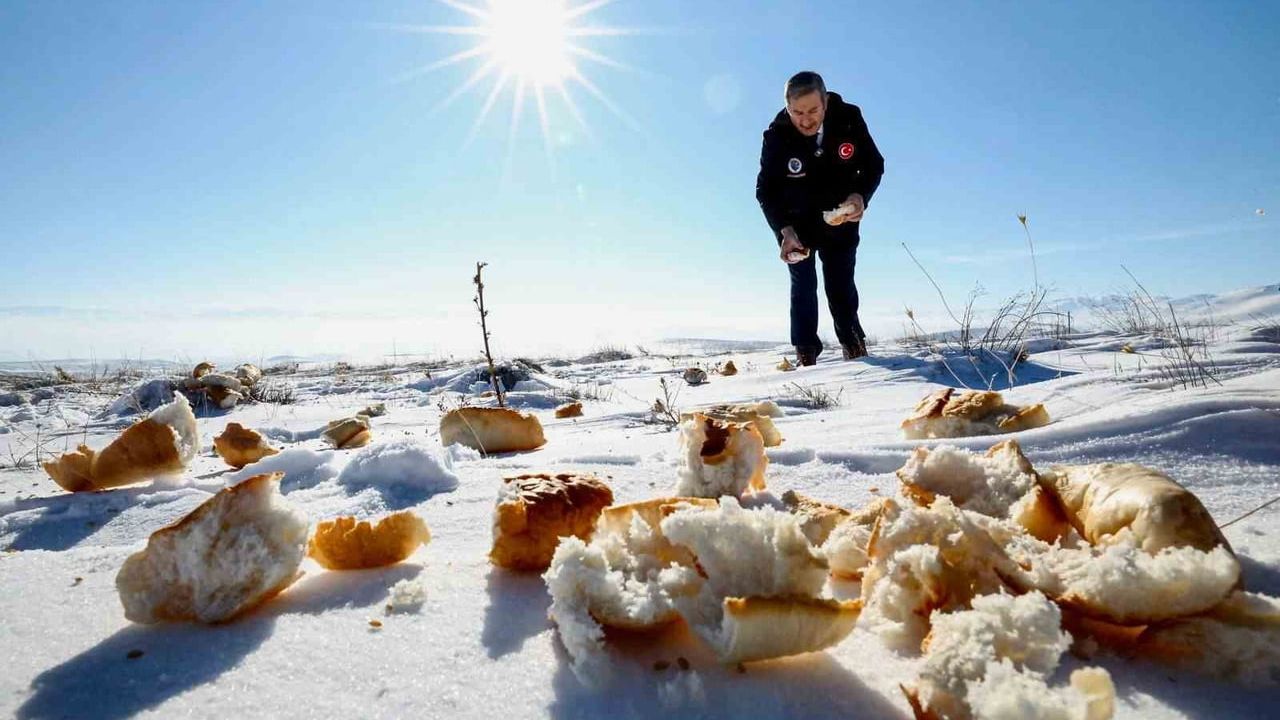 Darende'de yaban hayvanları için dağlara buğday ve ekmek bırakıldı