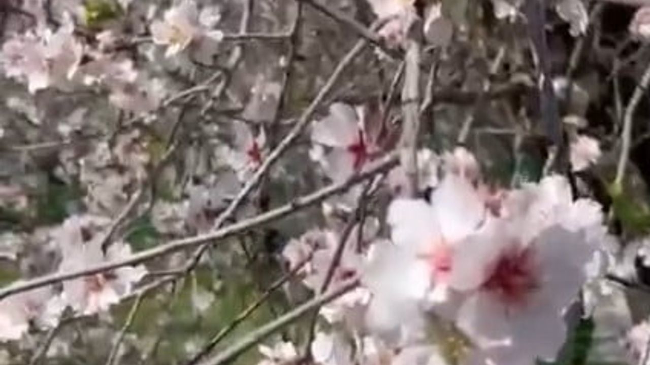 Datça'da erken bahar: Bademler kış ortasında çiçeklendi