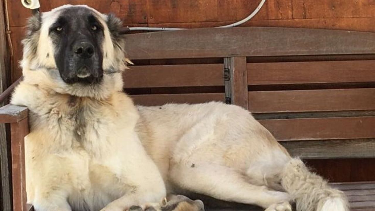 Datça'da meskun mahalde yaralanan köpek kurtarılamadı