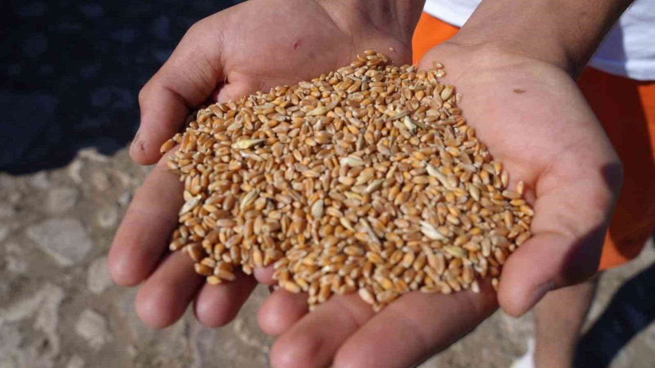 Demirözü'nde çiftçilere yüzde 100 hibeli tarımsal destek