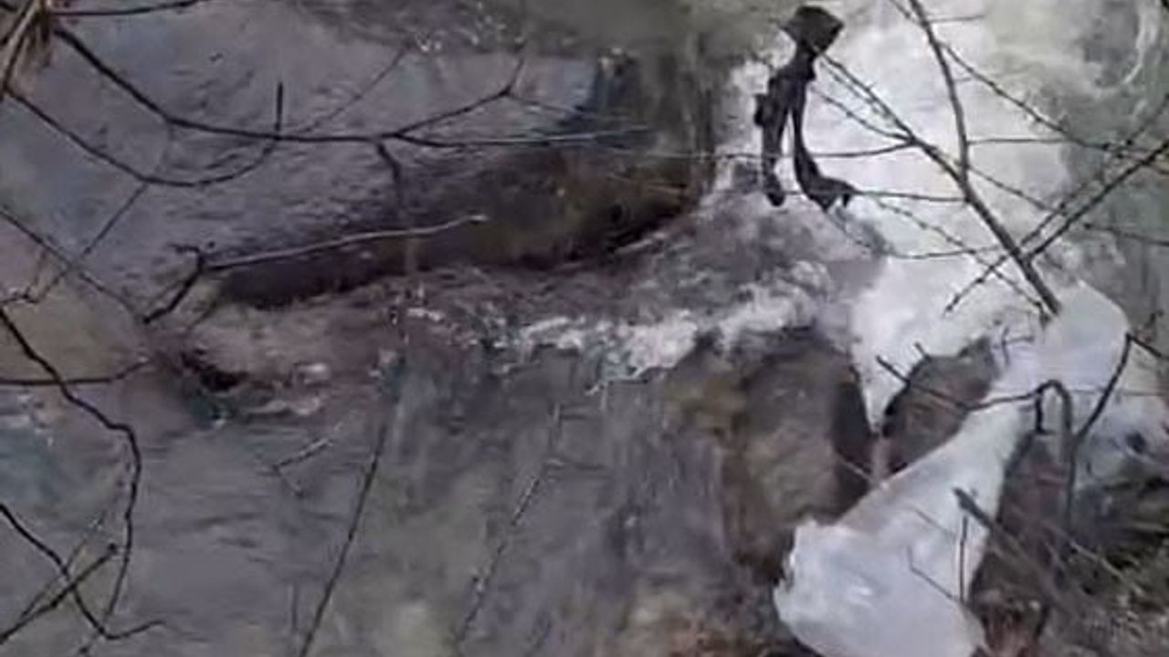 Dereli'de Aksu Deresi'nde mahsur kalan köpek kurtarıldı