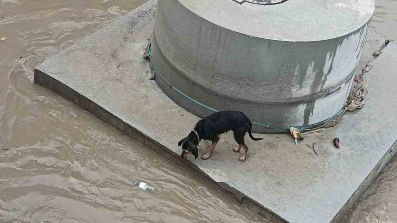 Dereye Düşen Köpek İtfaiye Tarafından Kurtarıldı