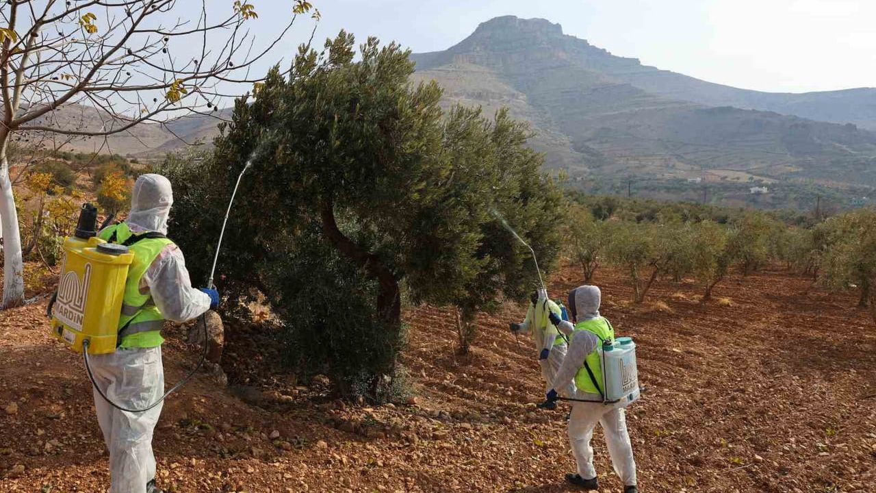 Derik zeytini için dron destekli ikinci ilaçlama: Mardin Büyükşehir harekete geçti