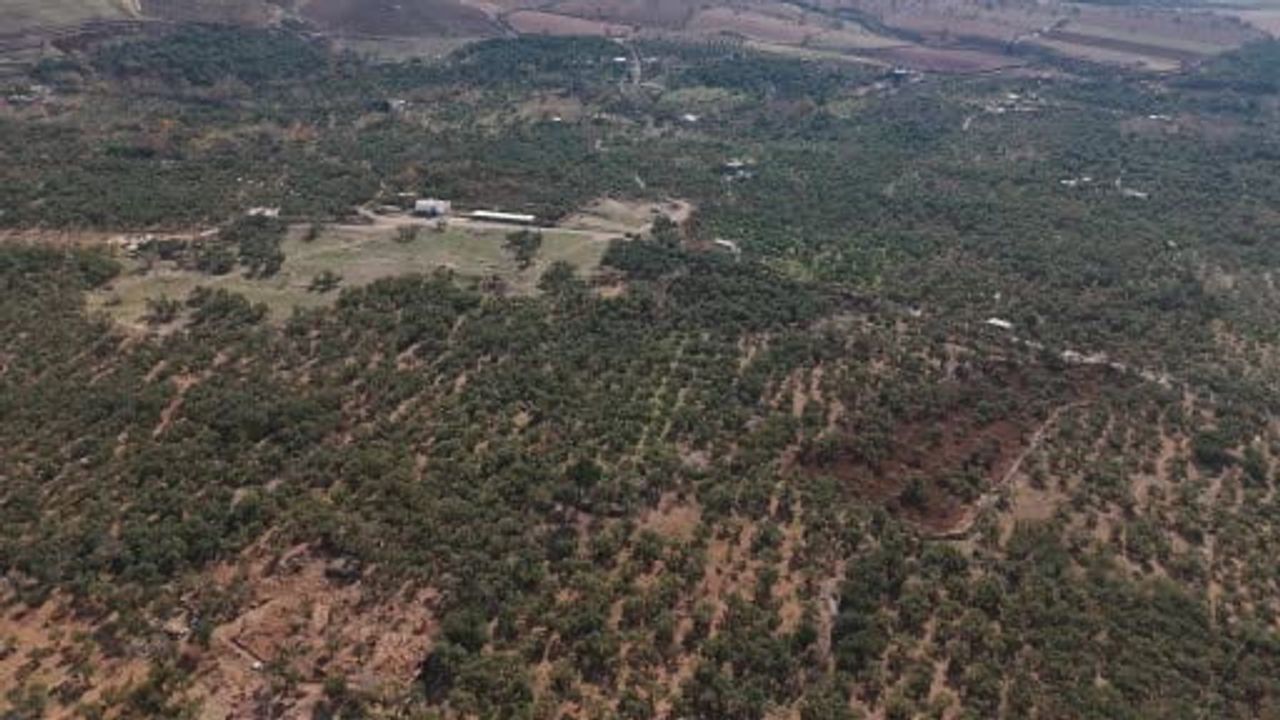 Derik zeytini için zeytin dal kanseriyle kapsamlı mücadele