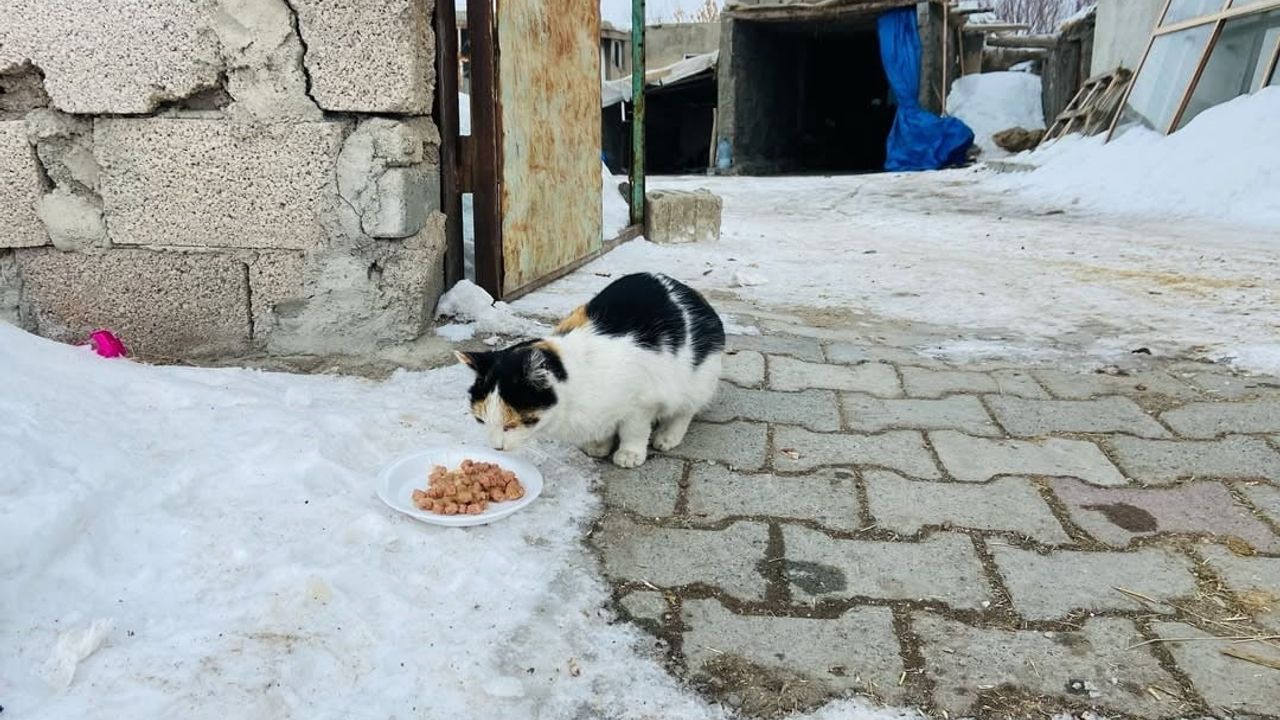 Diyadin’de gençlerin sokak hayvanlarına mama desteği