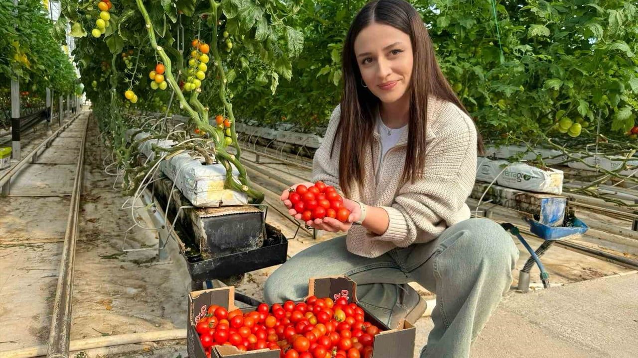 Diyadin'de jeotermal seralarda yıllık 1.200 ton domates — Avrupa'ya ihracat ve istihdam artışı