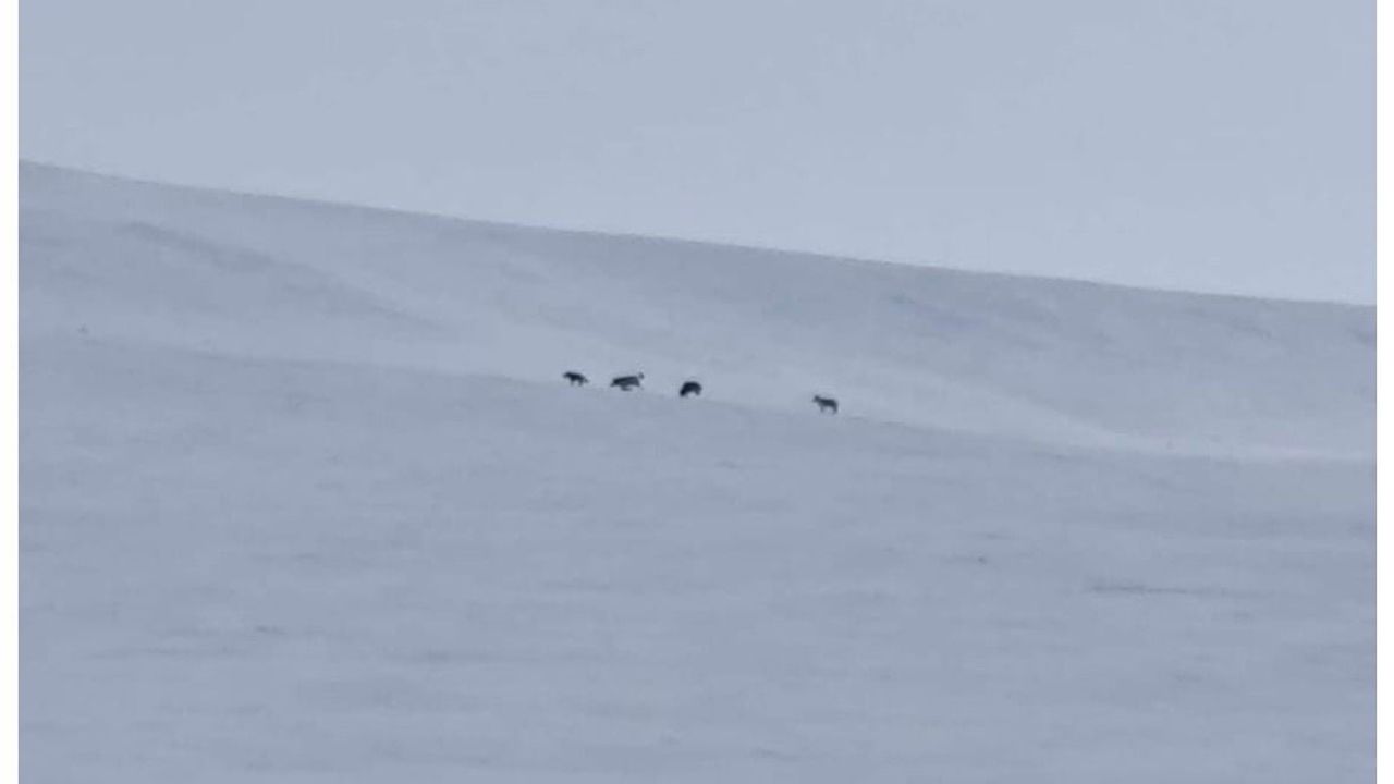 Diyadin kırsalında kurt sürüsü karla kaplı arazide görüntülendi