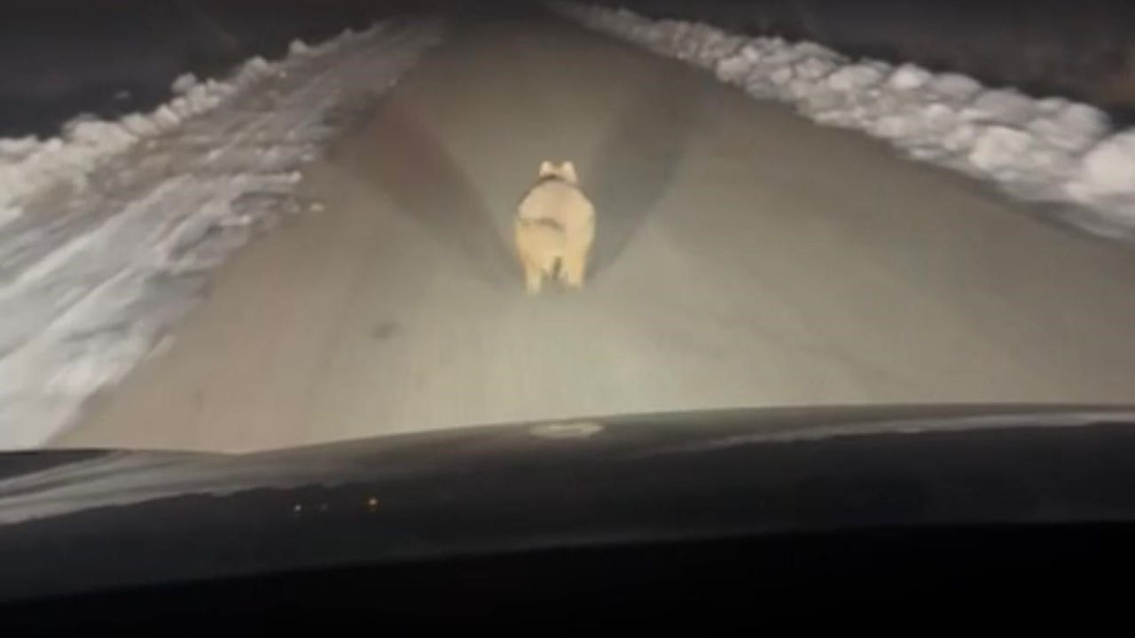 Diyarbakır Çınar'da mahalleye inen kurt araç önünde kilometrelerce koştu