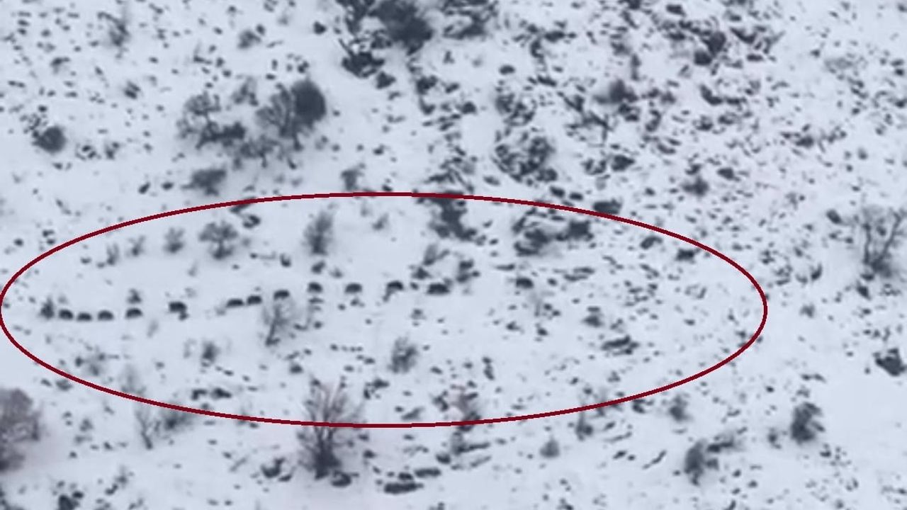 Diyarbakır Çüngüş'te sürü halindeki domuzlar görüntülendi