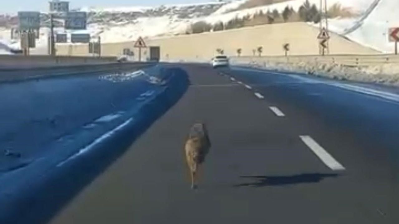 Diyarbakır'da kar yağışında aracın önünde koşan kurt görüntülendi