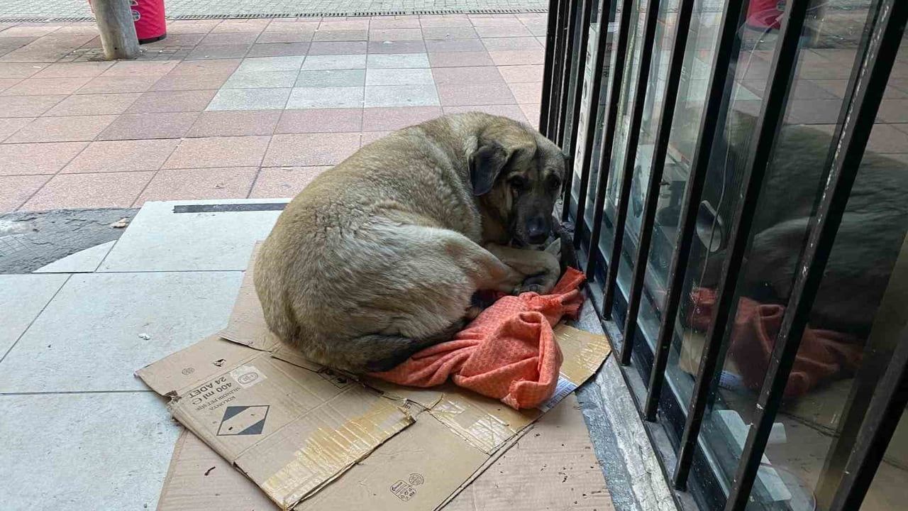 Dondurucu soğuk Eskişehir'de sokak hayvanlarının yaşamını zorlaştırdı