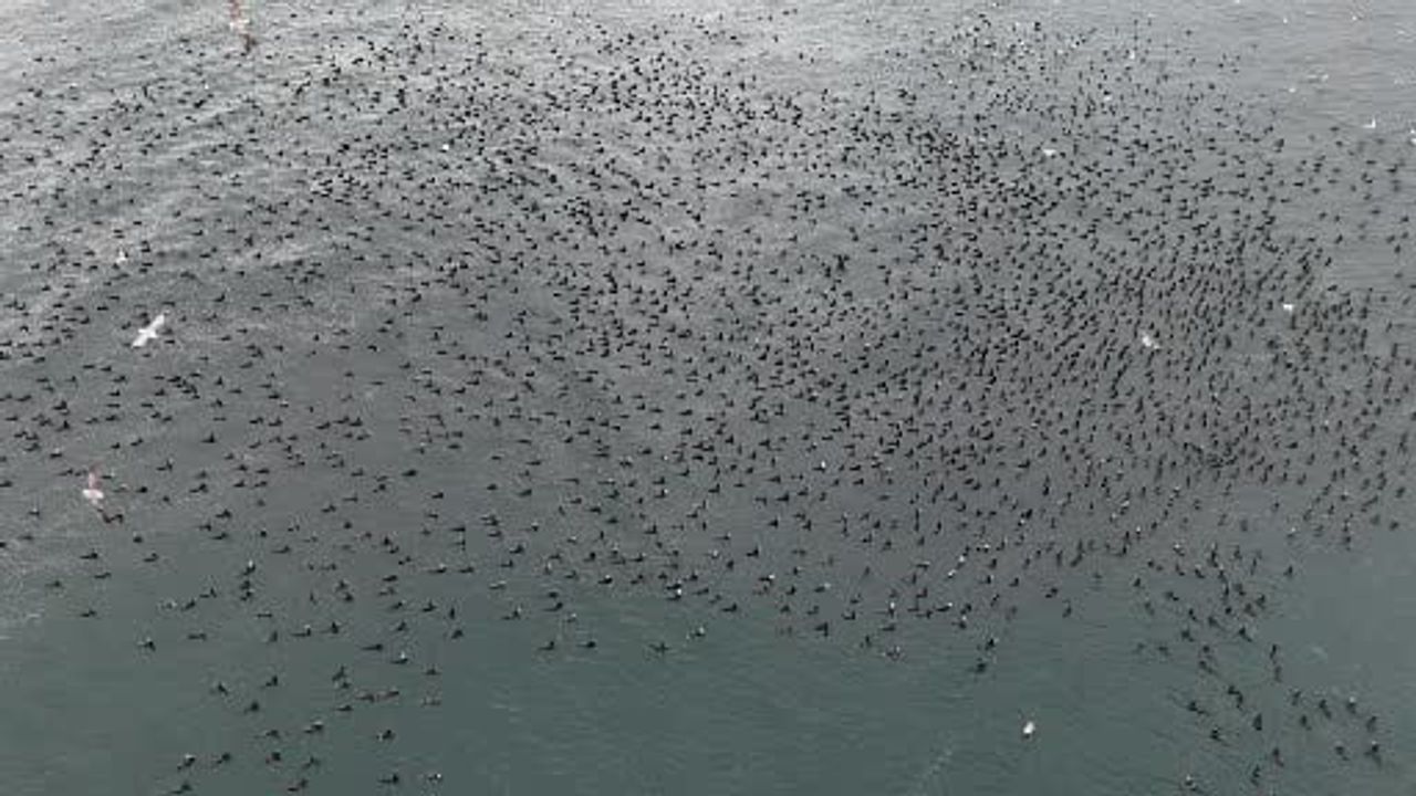 Dondurucu soğuk İstanbul'da binlerce karabatakı denizde bir araya getirdi