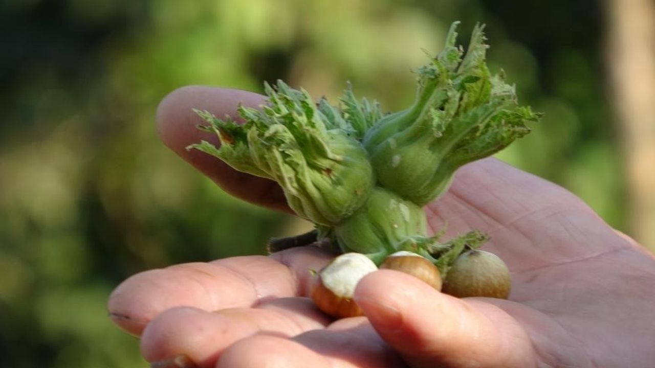 Düzce'de fındık ihracatı 2025'te geriledi