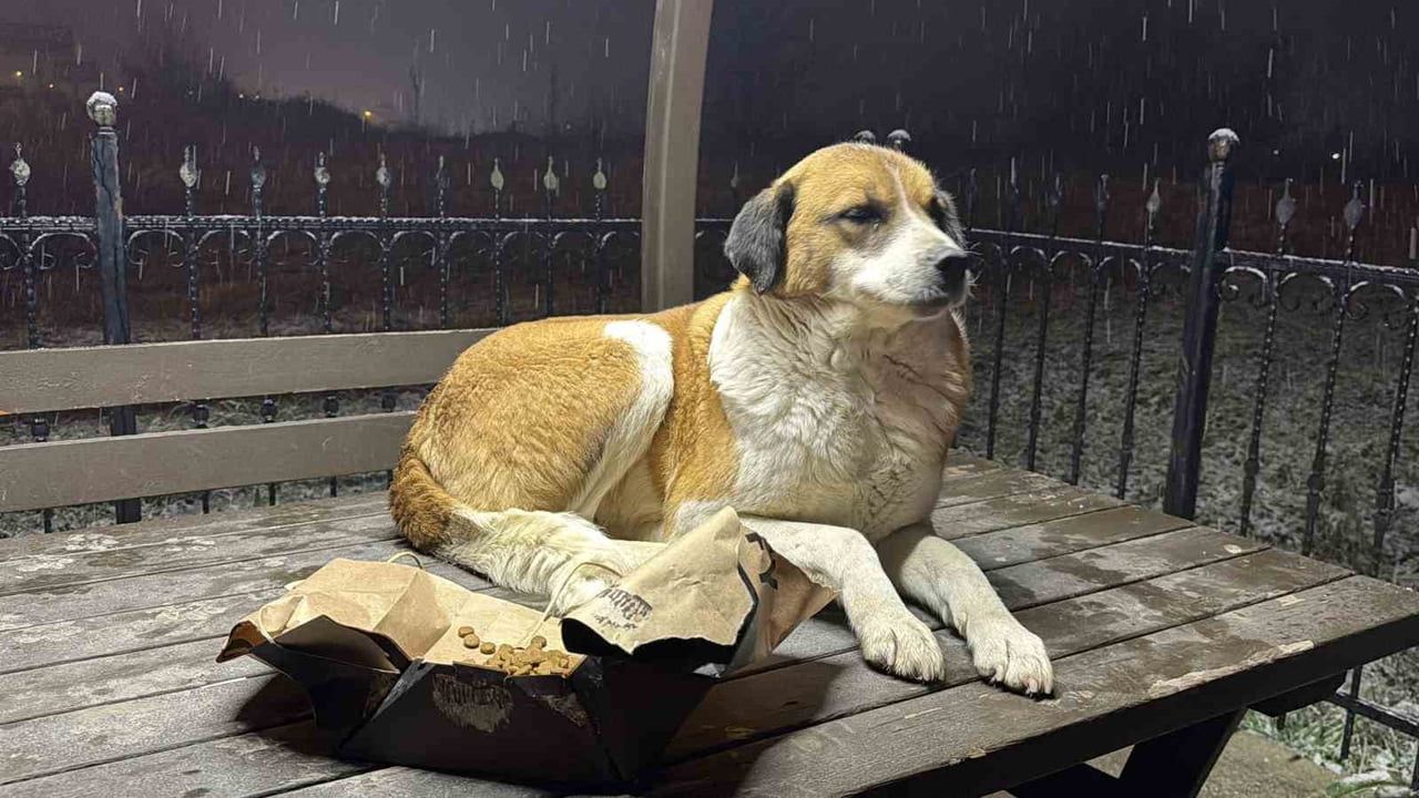 Düzce’de gazeteciler sokak hayvanlarına mama dağıttı