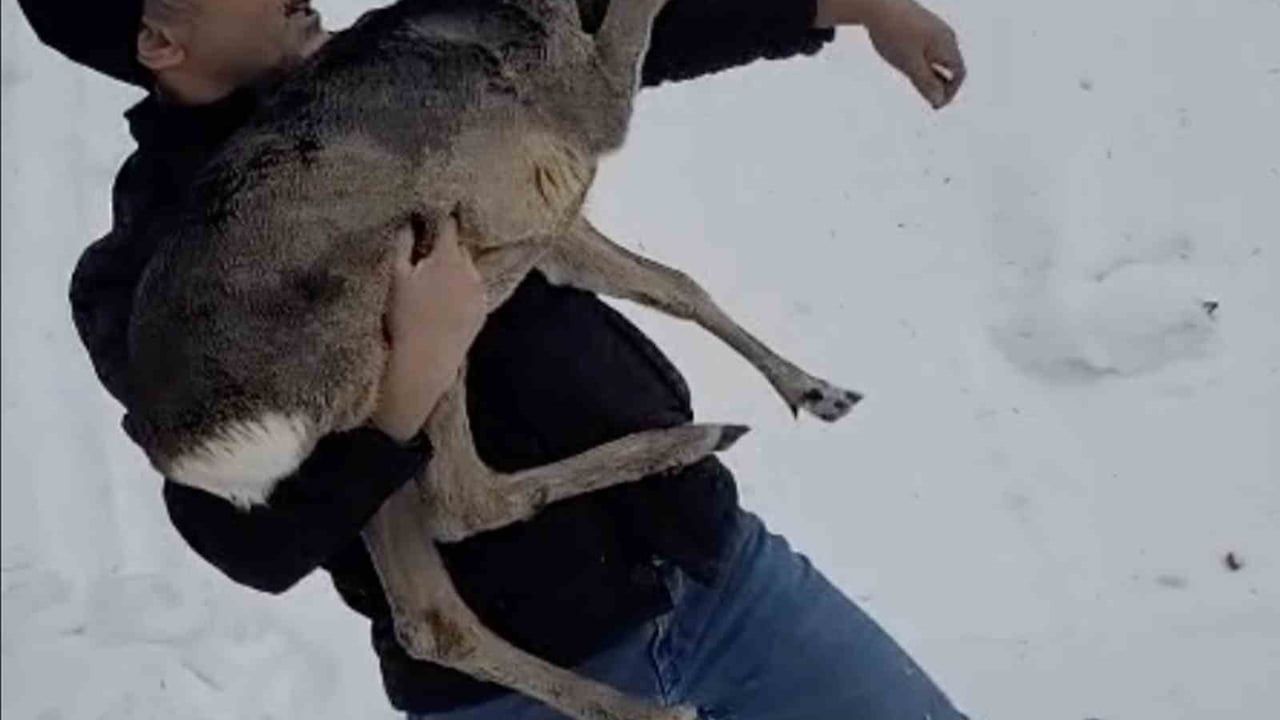 Düzce’de Karlar Arasında Yaralı Yavru Karaca Koruma Altına Alındı