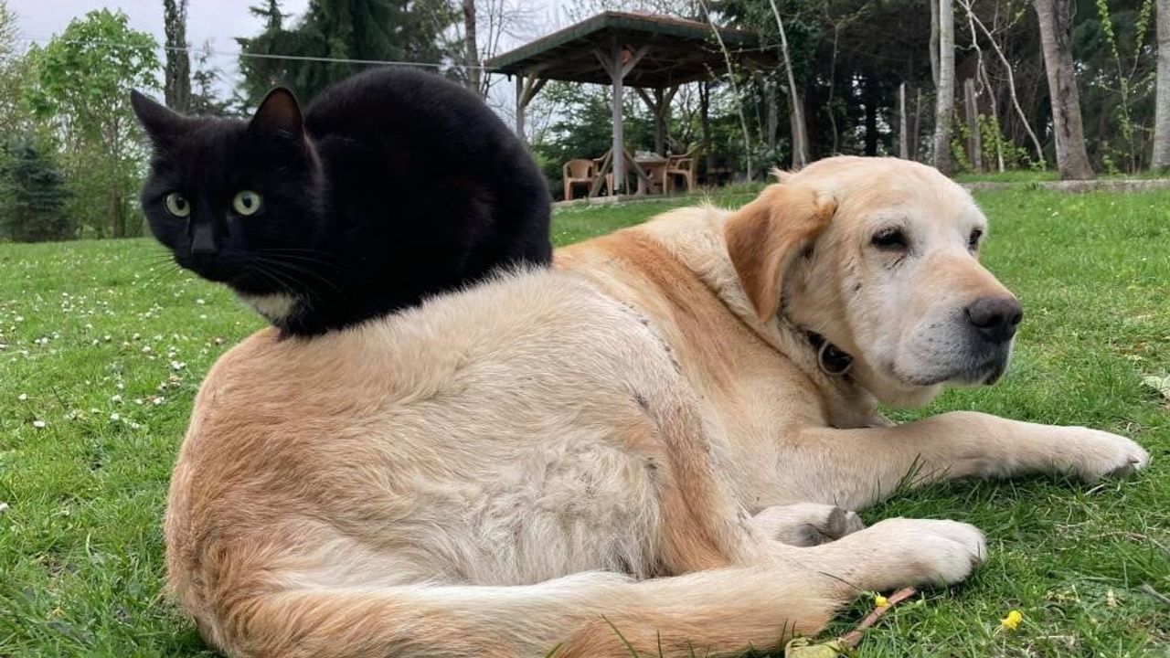 Düzce’den bin 574 ton 395 kilo kedi ve köpek maması ihraç edildi