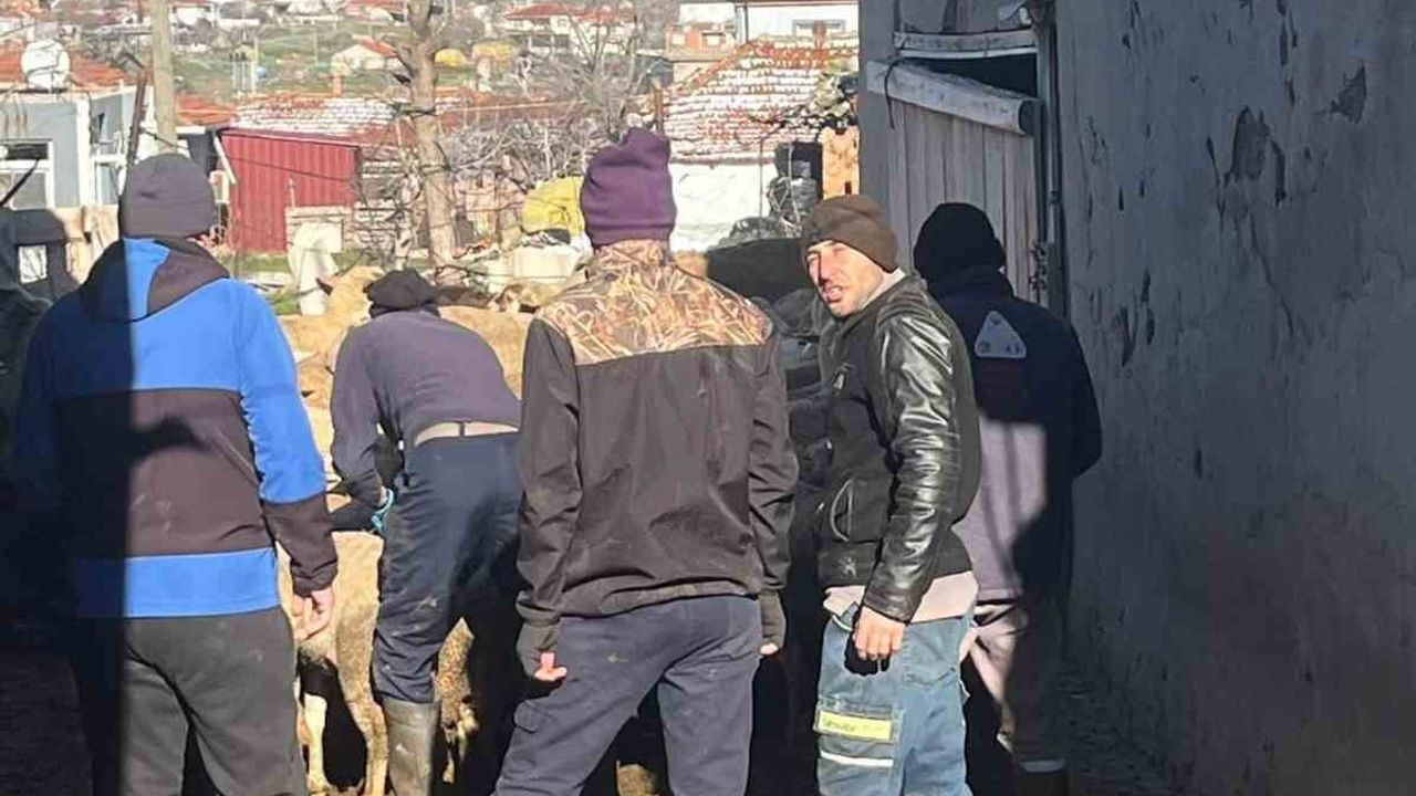 Edirne'de aşılama sırasında yeni doğan kuzu sevinci