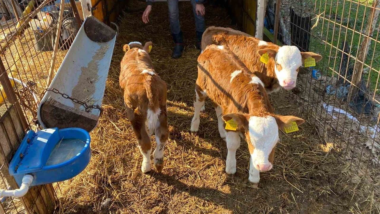 Edirne Orhaniye'de nadir üçüz buzağı doğumu