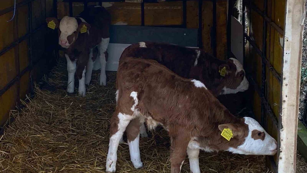 Edirne Orhaniye'de üçüz buzağılara altınlı tebrik