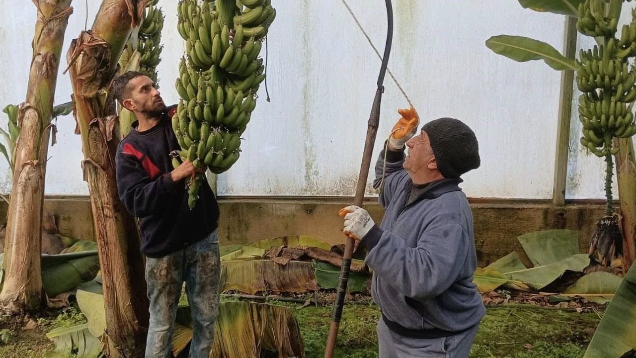 Efeler'de Dalama Mahallesi'nde muz hasadı başladı