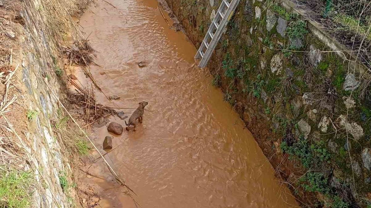 Efeler'de itfaiye sulama kanalına düşen köpeği kurtardı