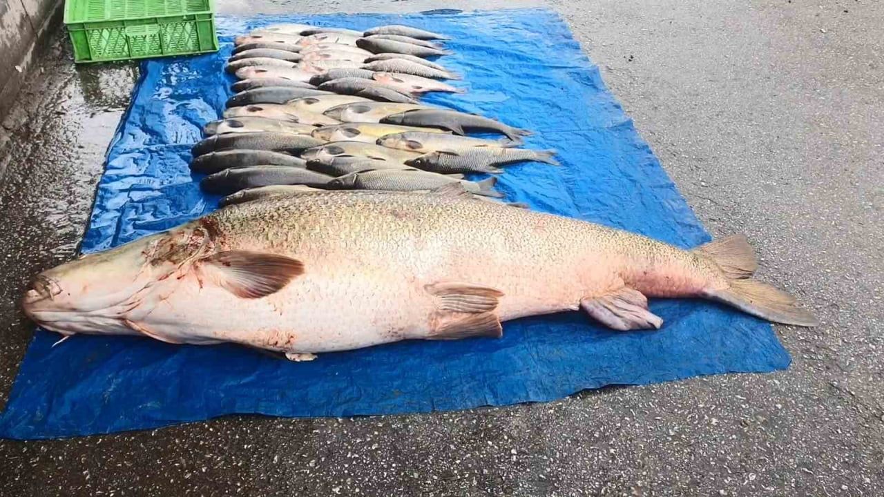 Elazığ'da 52 kilogramlık dev turna Murat Nehri'nde yakalandı